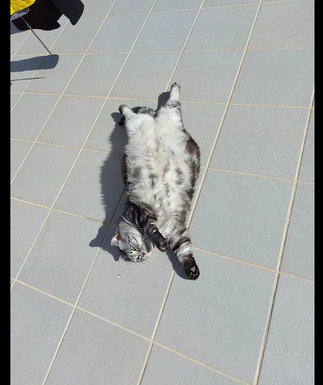 猫四脚朝天地躺在楼顶晒太阳，看起来就很惬意，令人羡慕的猫生！ - 2