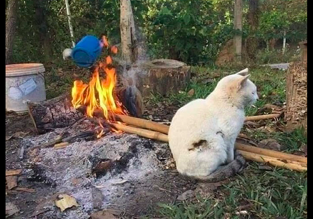 猫咪靠近火源太近，身上的白毛都被烧焦了，它坐在一旁只想静一静 - 1