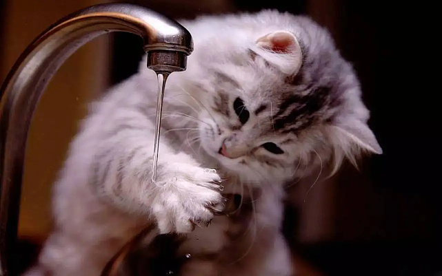 猫护 | 不爱喝水的猫让铲屎官发愁，那猫咪突然频繁喝水就是好事吗？ - 6