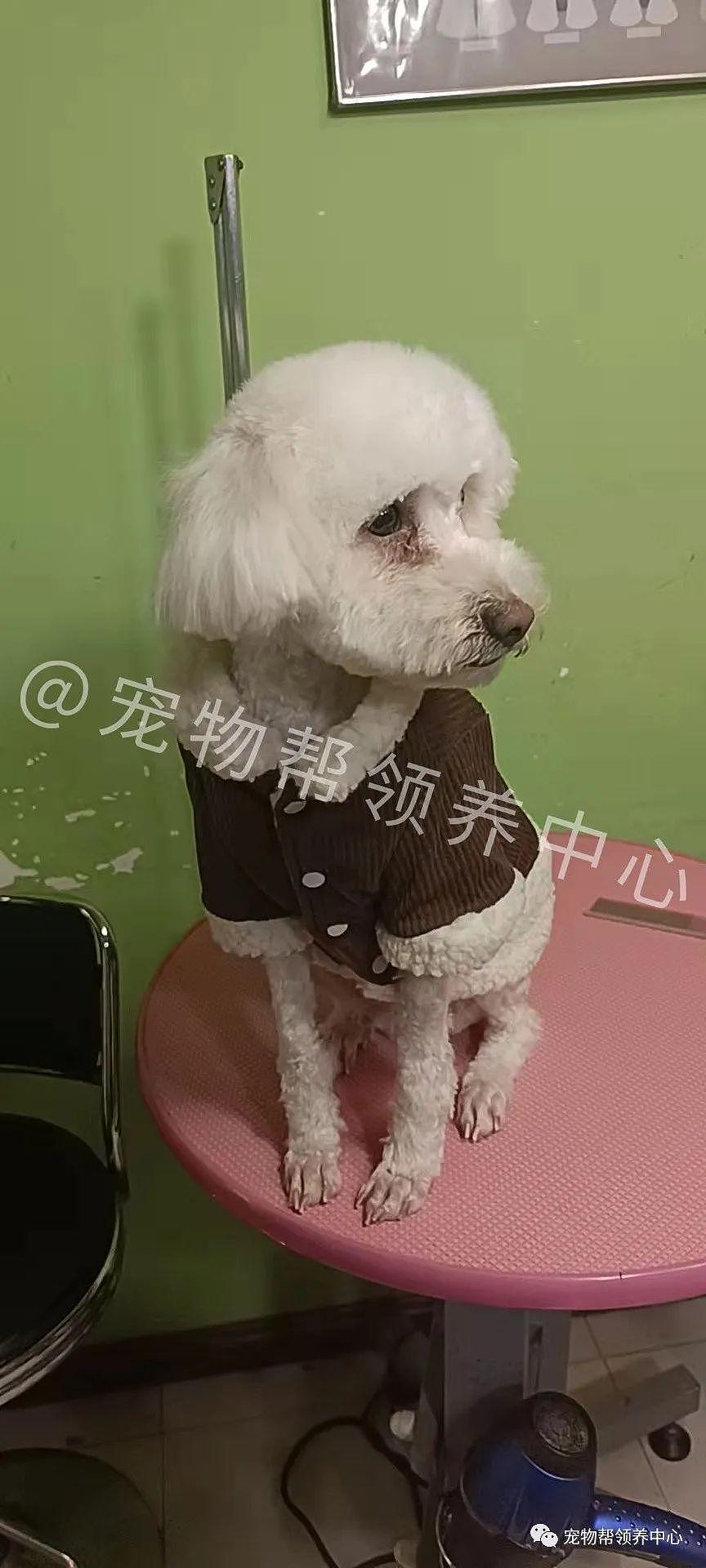 山上遇脏兮兮小泰迪，好不容易救下后等领养竟又患犬瘟 . - 8