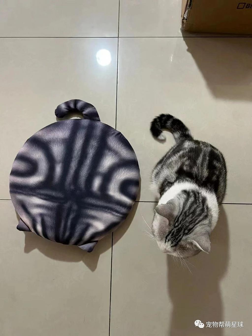 网友买了一个新垫子，猫咪看到后眼神都不对劲了 . - 1