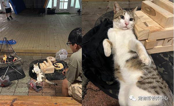 露营遇超黏人流浪猫，躺倒在烤炉旁：来份烤鱼 ~ - 2