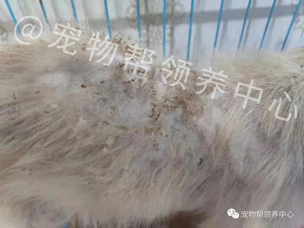 瘦骨嶙峋的狗狗被遗弃在寺庙外，却仍然固执的等主人回来 . - 11