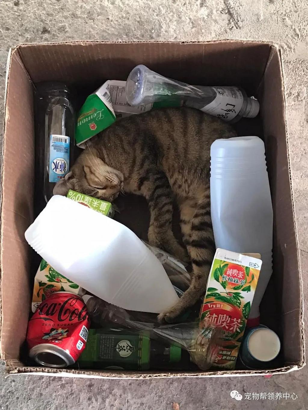 猫咪挤在回收箱睡觉，看着凄惨心酸，但大家都被它骗了！ - 1