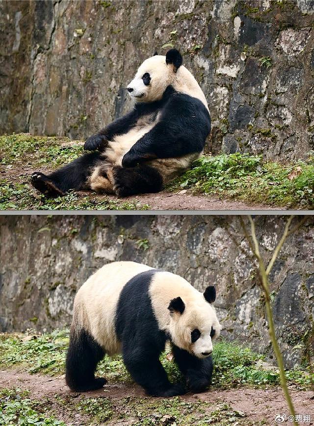 费翔看望自己领养的大熊猫 亲手给翔翔喂红萝卜笑开花 - 2
