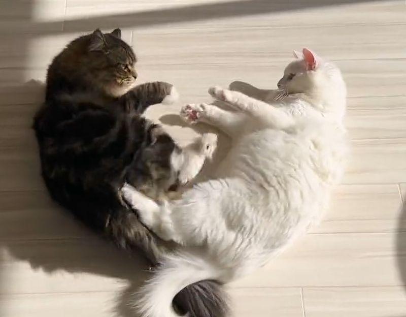 两猫一起晒太阳“躺成心形”，看似在搞暧昧，实际 . - 4