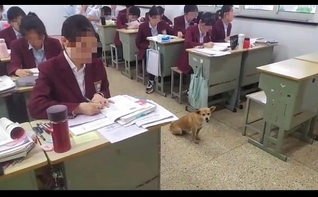 生活在校园15年的流浪狗，年年都被迫留级，只因一高考就把它禁闭 - 3