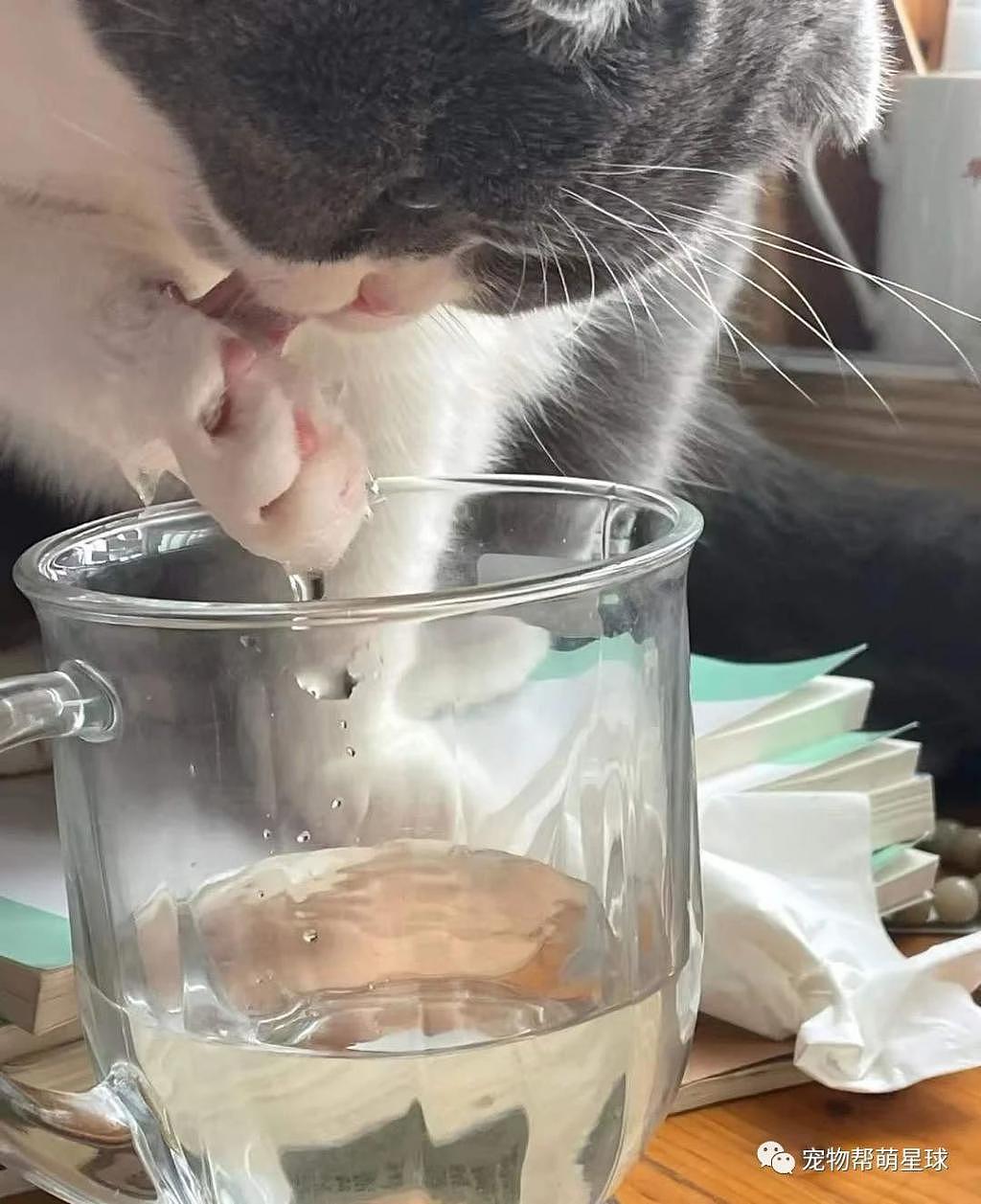 网友喝水都要一口闷，否则 ... 喝的就是猫咪的洗脚水 ! - 3