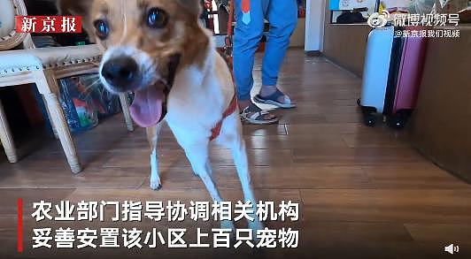 隔离结束，240 只宠物收获“抗疫小英雄”证书回家了，大北京真的太暖了…… - 9