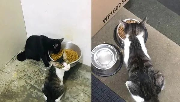 3个月大虎班猫被丢垃圾桶剩700g，收养后天天清空盘子，脖子消失 - 3