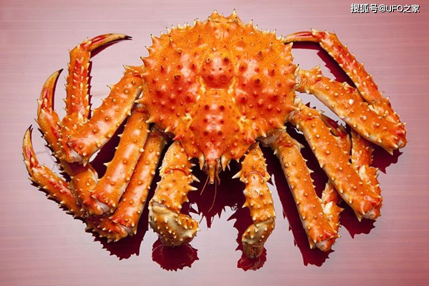 为何说每吃一只帝王蟹，都是在为“拯救世界”作贡献？ - 11