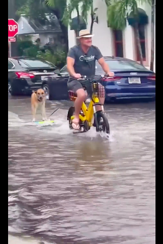 下暴雨城市积水了，主人竟带着狗狗在街道上冲浪，技术太好了吧！ - 2
