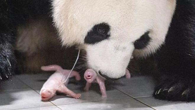 在韩国新出生的两只大熊猫幼崽快 100 天啦，拥有了名字 - 2