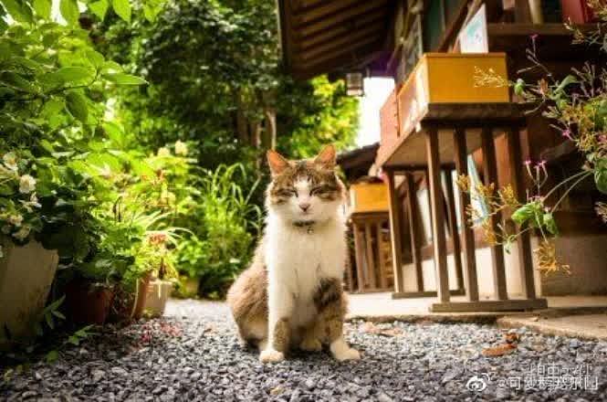 日本京都各处的流浪猫