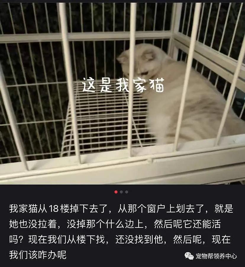 布偶猫险些坠楼，主人却在录视频赚流量，不能封窗为什么要养猫？ - 18