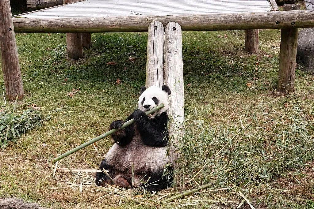 熊猫丫丫还没送回来，孟菲斯动物园却说要再租借一对年轻熊猫，怎么好意思的？ - 22