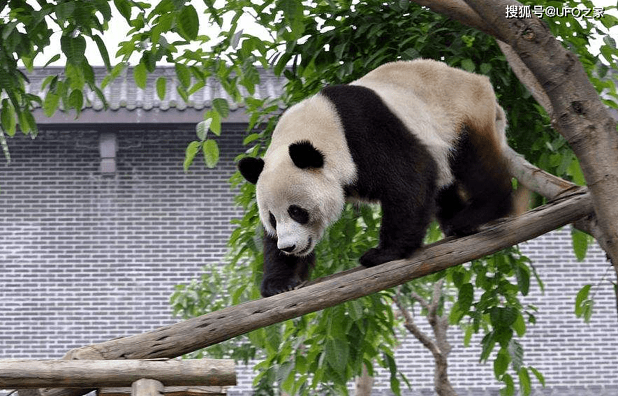 曾有个女人将活体大熊猫走私出中国，海关登记：携带哈巴狗一只 - 18