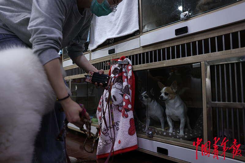 探访上海首个“动物方舱”：疫情下的温情与守护 - 30