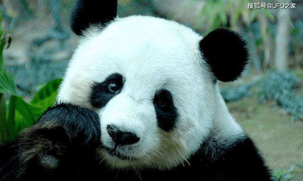 曾有个女人将活体大熊猫走私出中国，海关登记：携带哈巴狗一只 - 2