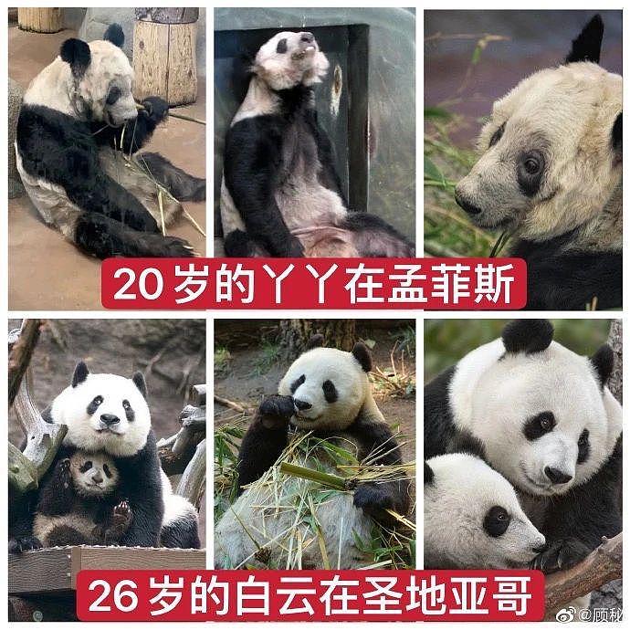 在美国遭受“虐待”的两只中国大熊猫，终于要接你们回家了… - 15