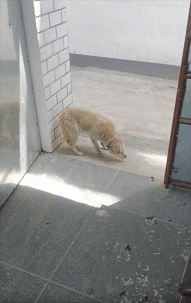 失踪 7 年的狗狗突然出现在家门口，主人为它包饺子庆团圆：我等你 7 年了！ - 6