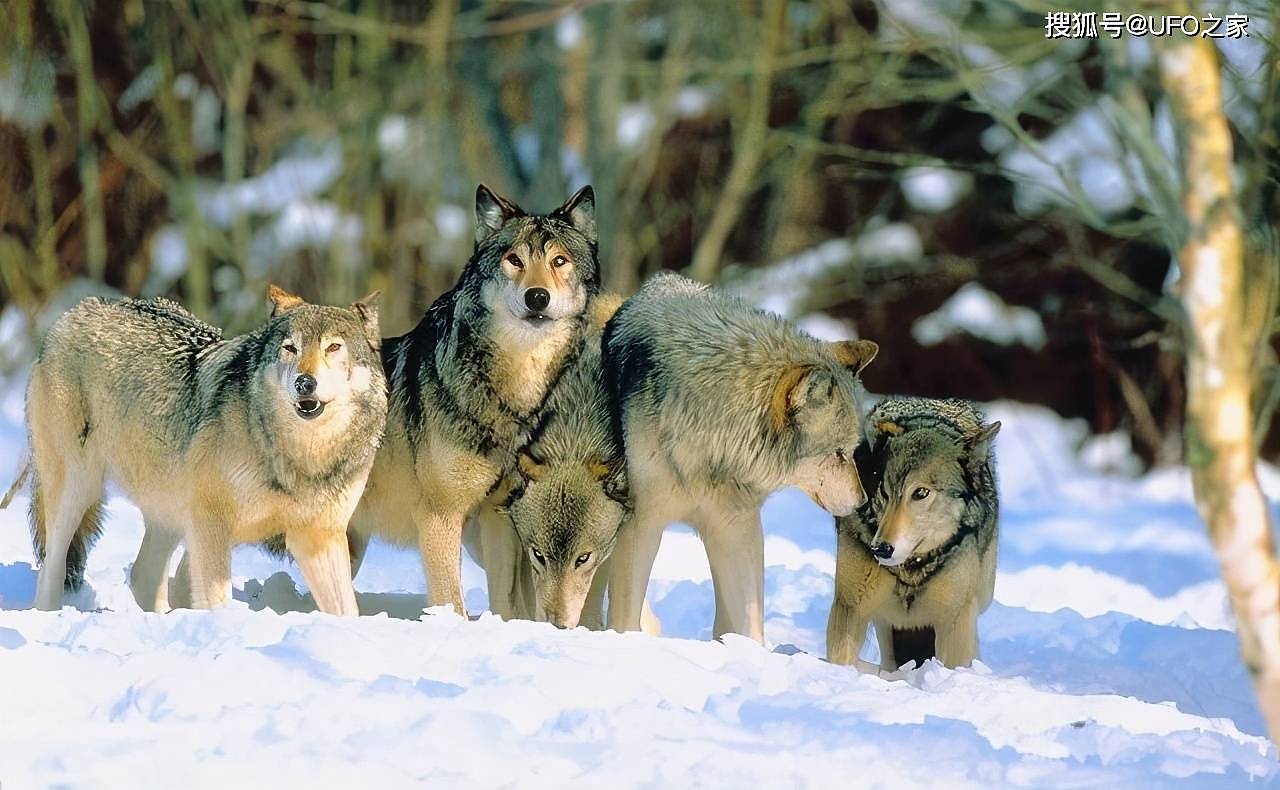 为何狼喜欢杀死同类？狼行为学专家潜入狼群13年，狼群秘密被揭开 - 5