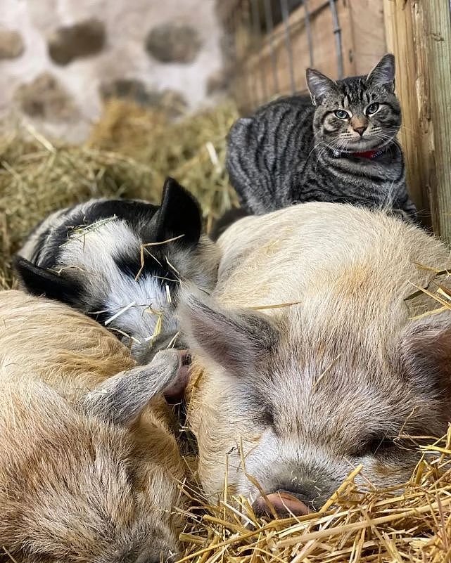 猫趣 | 有社交牛逼症的狸花猫，征服了农场所有动物，成为了农场代言人 - 5