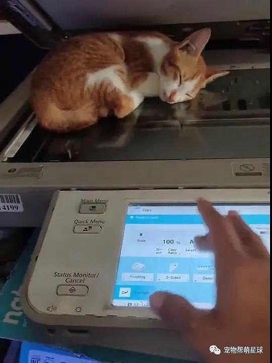 猫咪躺复印机上睡觉，结果被印出多张“高清露肚照”，太可爱啦！ - 2