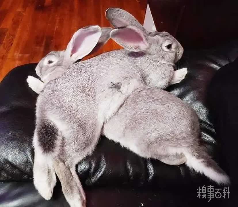 兔兔这是什么迷惑行为