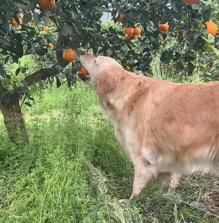 聪明狗狗帮主人摘橙子，网友争相购买，结果它却遭到了网暴… - 17