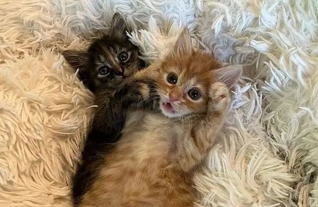 猫趣 | 车库里的小橘猫痛失妹妹，被救后，却收获了一个照顾自己的姐姐 - 1