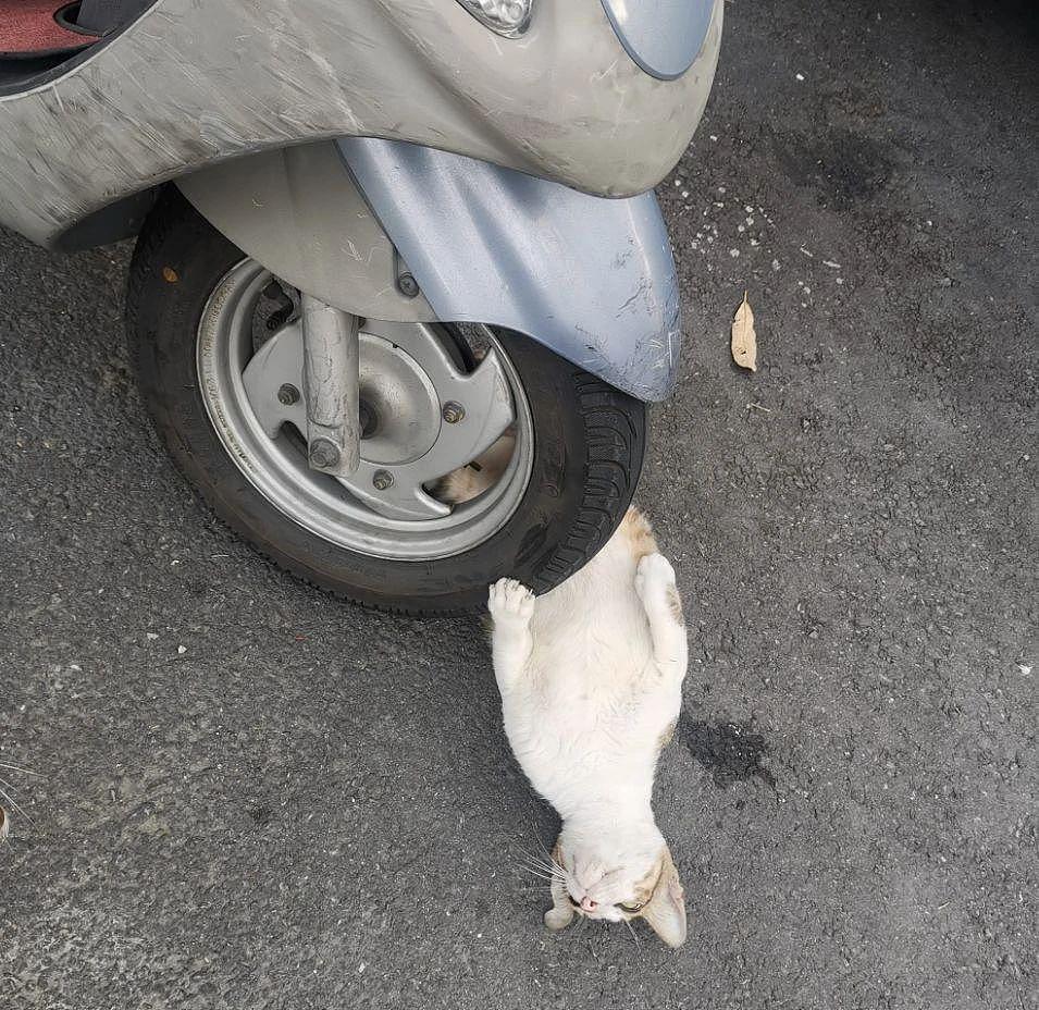 猫咪躺倒在后车轮下，以为车祸现场，真相好笑又暖心 ~ - 6