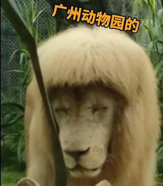 “齐刘海”狮子火上热搜，广州动物园回应 - 1