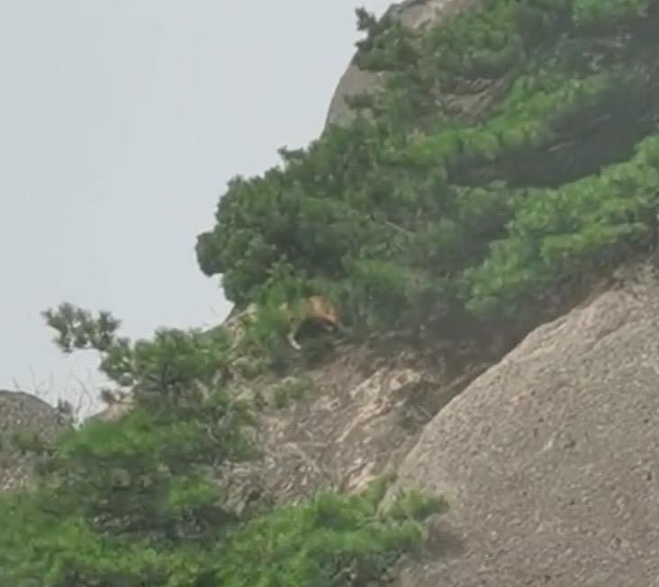 游客在黄山拍到不明野生动物，专家调查发现：这货好像是……大橘猫？ - 7