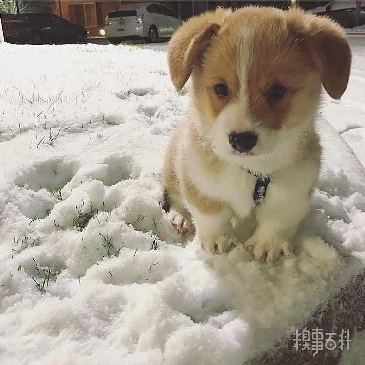 这是我在雪地上踩的梅