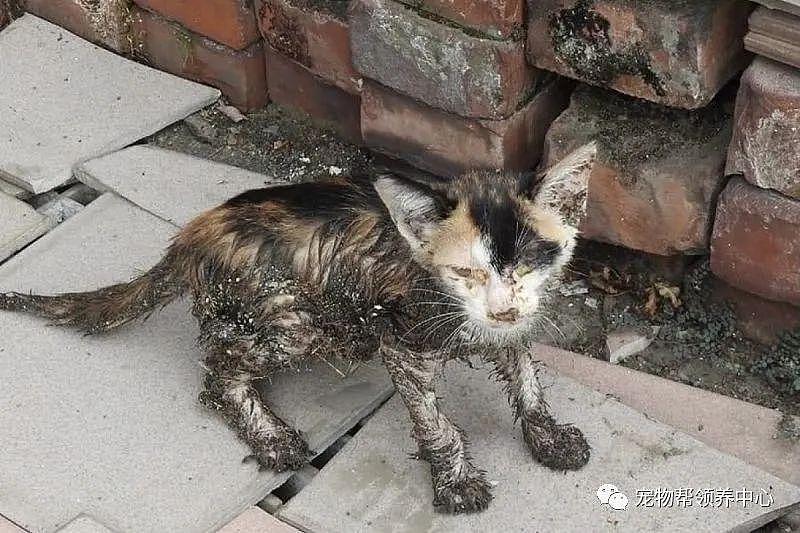 漂亮奶猫被黏鼠板弄得浑身发黑、受伤，获救后竟用这一神物去除！ - 1