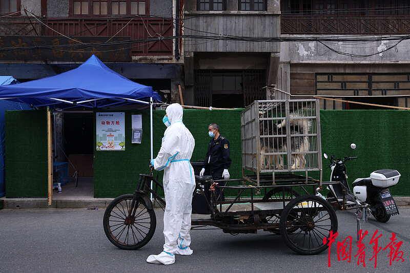 探访上海首个“动物方舱”：疫情下的温情与守护 - 19