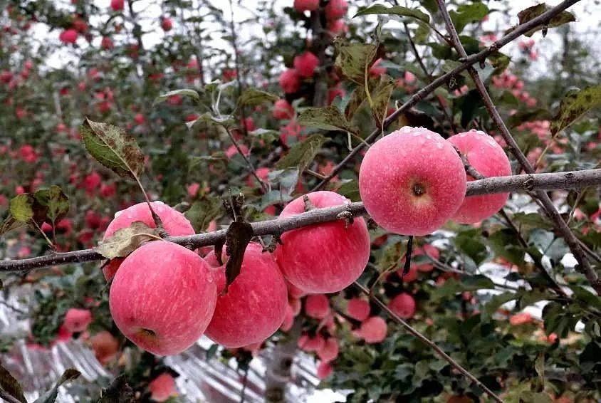 困在苹果地里的陕西果农，按件计费 6 分钱，一亩地收入不到 2000 元 - 3