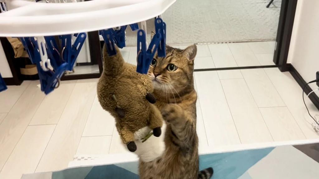 心爱娃娃被拿去洗，猫咪发现后猛出喵拳营救：不要怕，我来了！ - 3