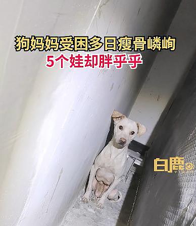 怀孕母猫被封 25 天，靠啃方便面生下 6 只小猫，解封后的一幕网友都哭了…… - 15