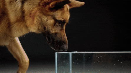 狗和猫饮水的一点差异