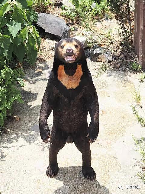 中国动物园的一头熊一夜之间火爆全球！国外媒体网友陷入疯狂：“它到底是熊还是人？！” - 25