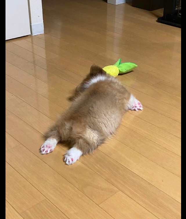 狗狗在家里玩玩具，累了直接就躺在地板上睡着了，睡相真可爱的呀 - 1