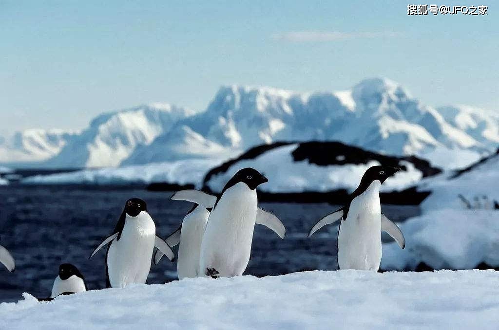 南极环境危机！人类活动导致物种入侵，或造成南极部分物种灭绝？ - 5