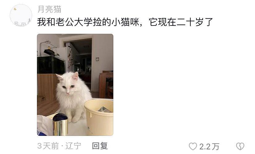 女生毕业把校园流浪猫带回了家：你就和我一起毕业吧，有个家总比流浪好！ - 10