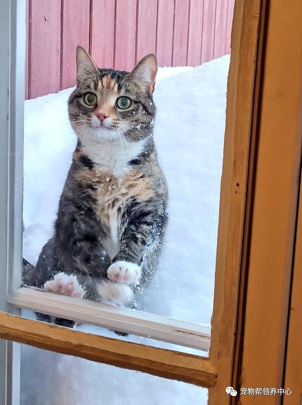 漂亮猫咪站雪堆里冲屋内叫，模样看似可怜，其实玩得比谁都欢！ - 6