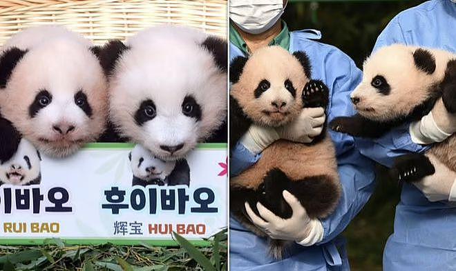在韩国新出生的两只大熊猫幼崽快 100 天啦，拥有了名字 - 1