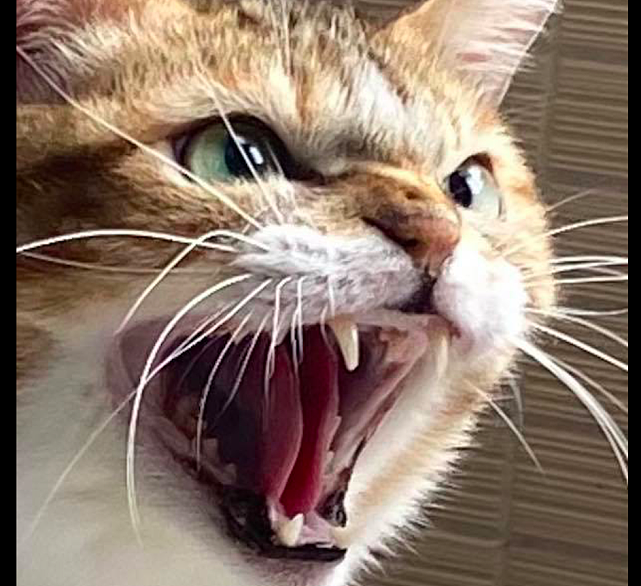 网友拿着吸尘器对着猫咪，它也张开嘴巴露出牙齿：气势不能输！ - 3