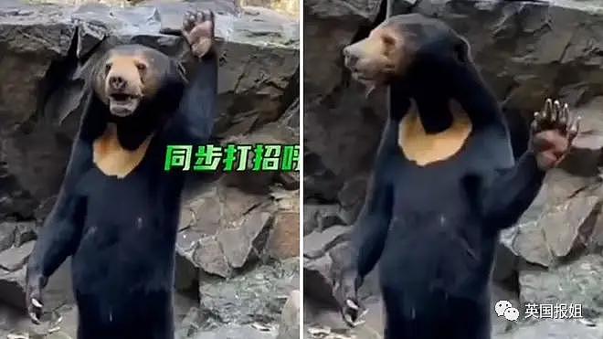 中国动物园的一头熊一夜之间火爆全球！国外媒体网友陷入疯狂：“它到底是熊还是人？！” - 4