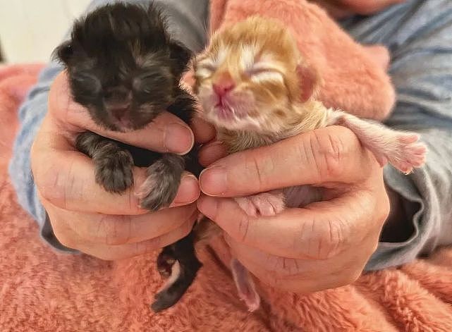 猫趣 | 车库里的小橘猫痛失妹妹，被救后，却收获了一个照顾自己的姐姐 - 2